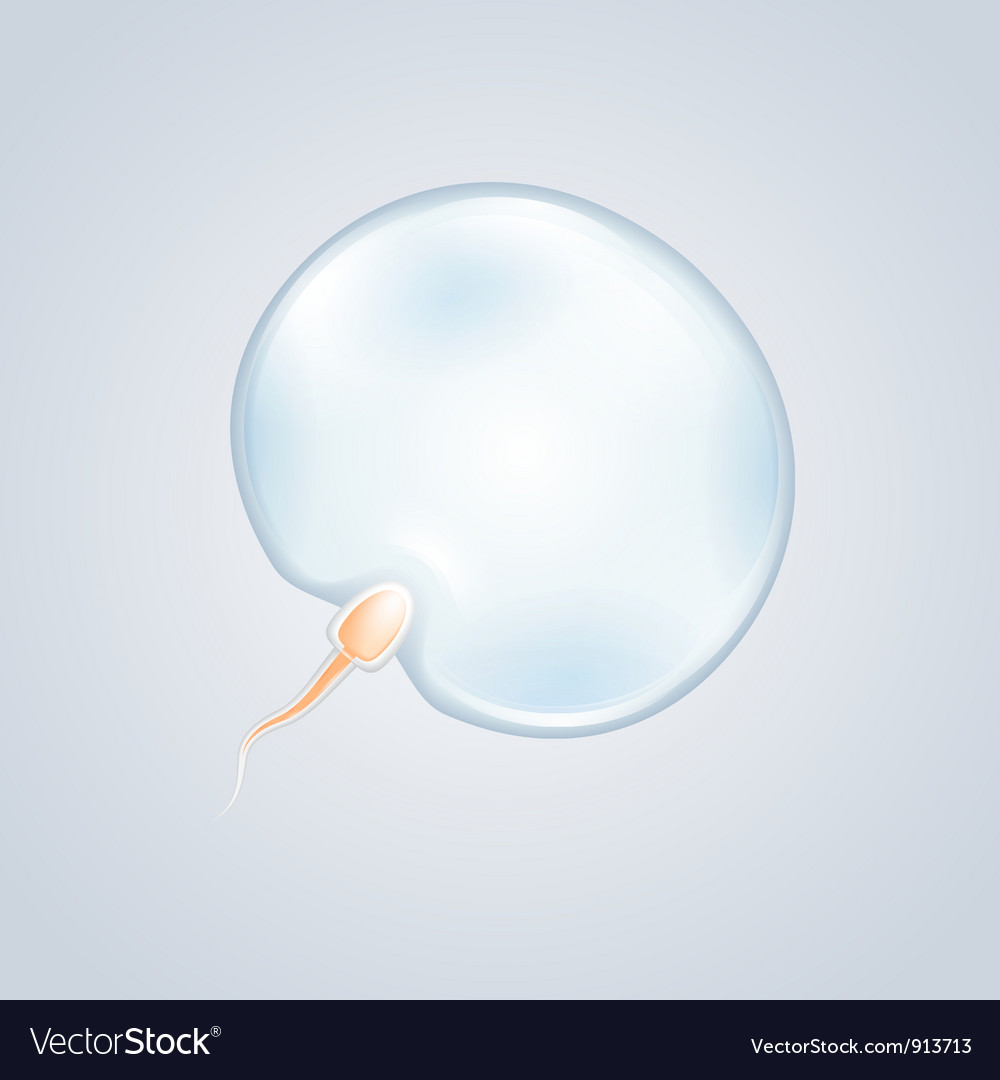 Sperm and egg art Royalty Free Vector Image - VectorStock