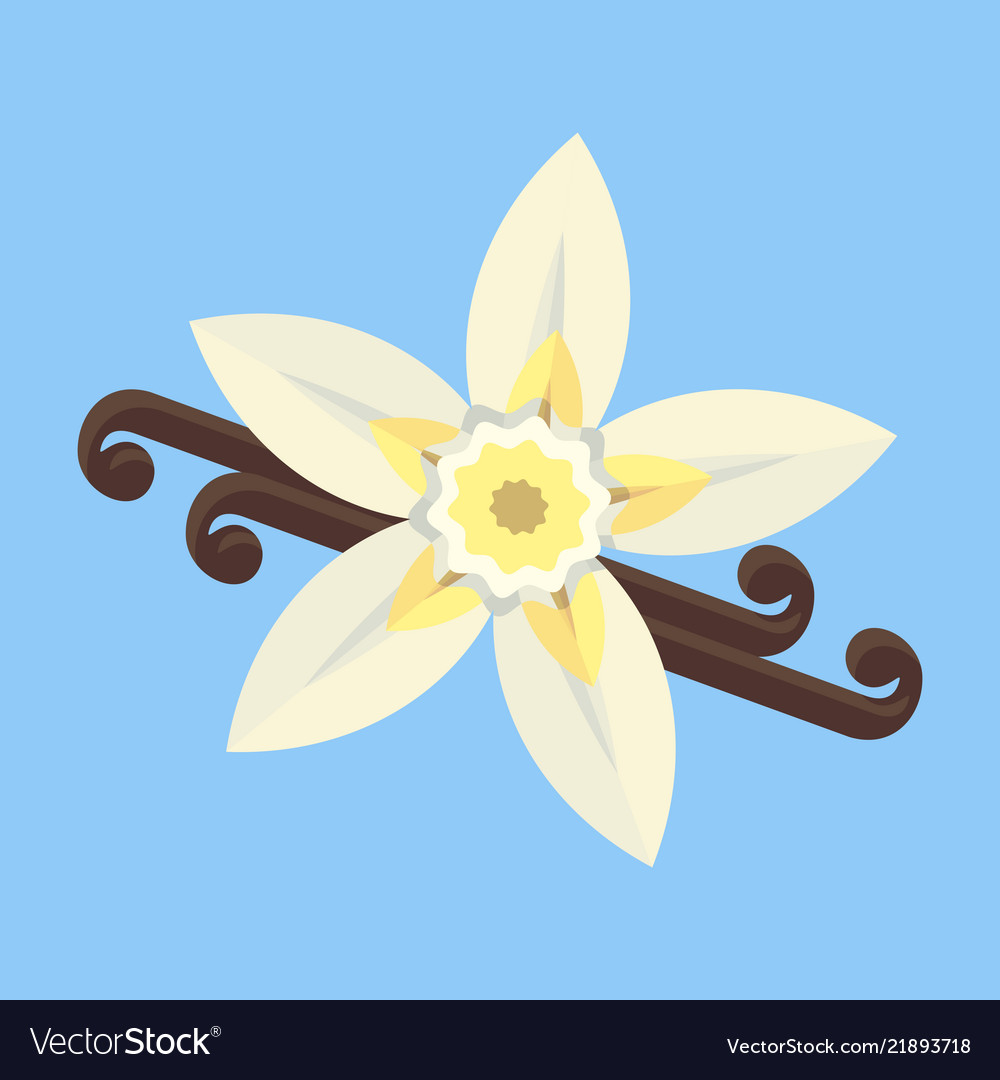 Vanilla flower with stitch and leaves spice