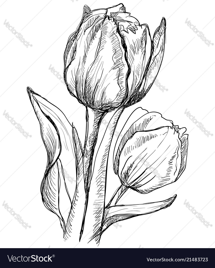 Hand drawing flower 10 Royalty Free Vector Image