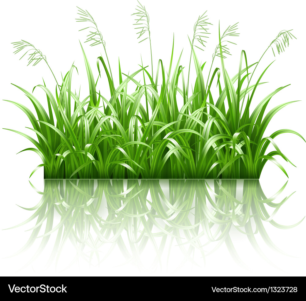 Green grass Royalty Free Vector Image - VectorStock