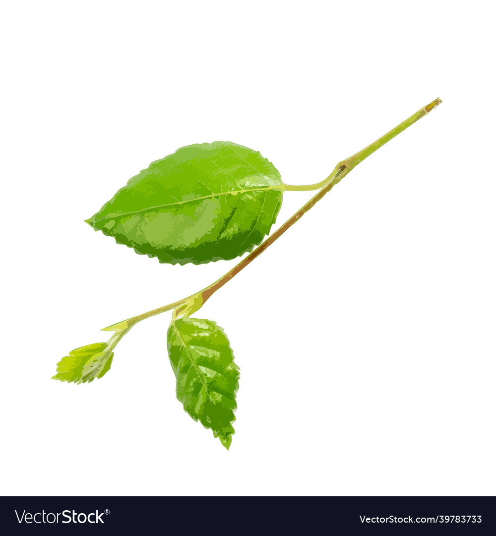 Young branch isolated spring tree twig on white