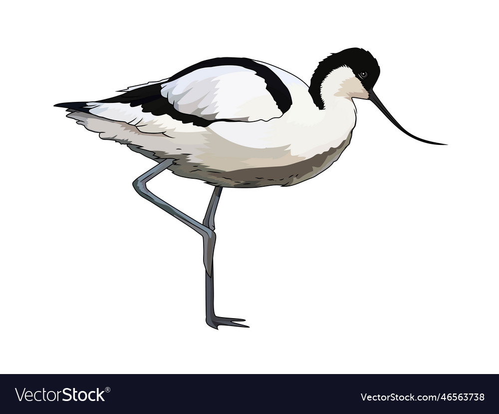 Pied avocet recurvirostra avosetta bird