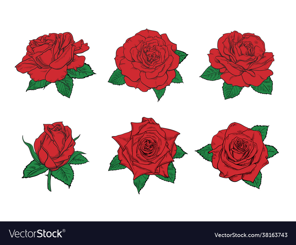 Red roses hand drawn color set rose buds Vector Image