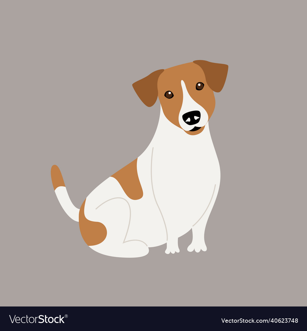 Purebred 2024 jack russell