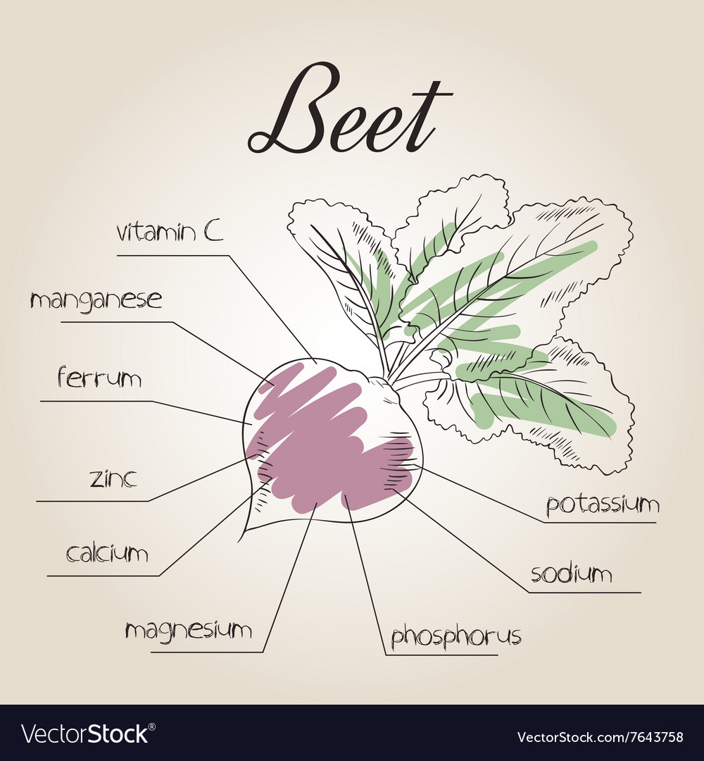 Nutrient list for beet Royalty Free Vector Image