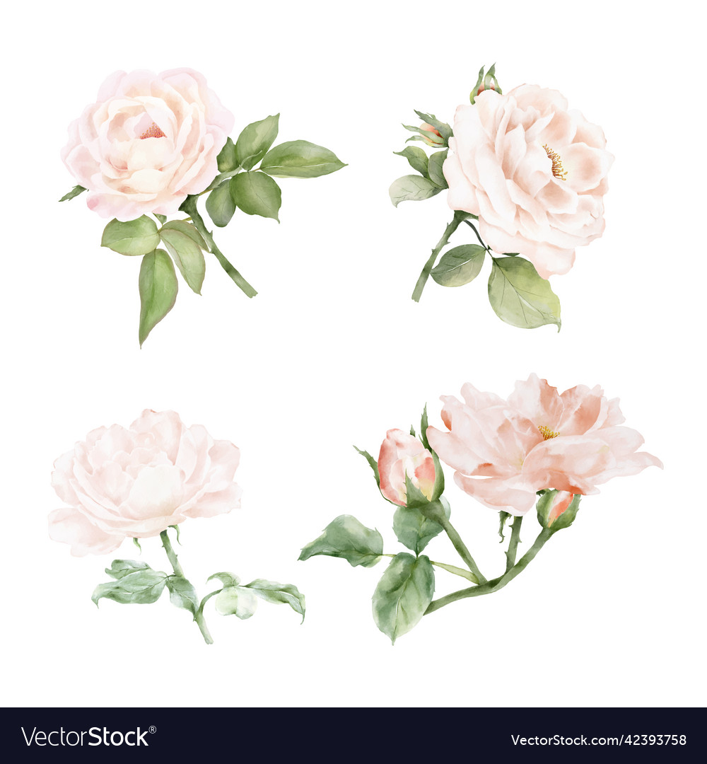 Set of rose and leaves bunch watercolor vector image Set of rose and leaves bunch watercolor