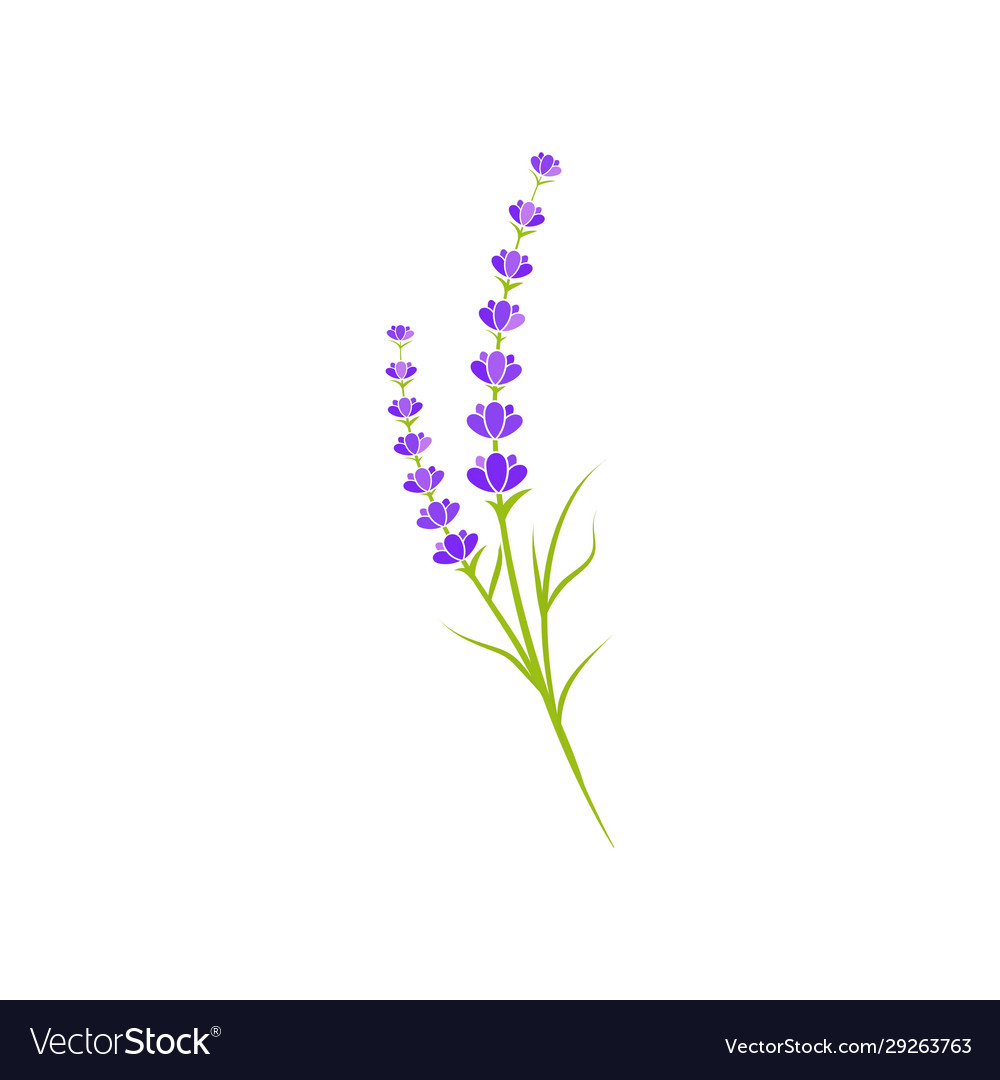 Lavender flower icon