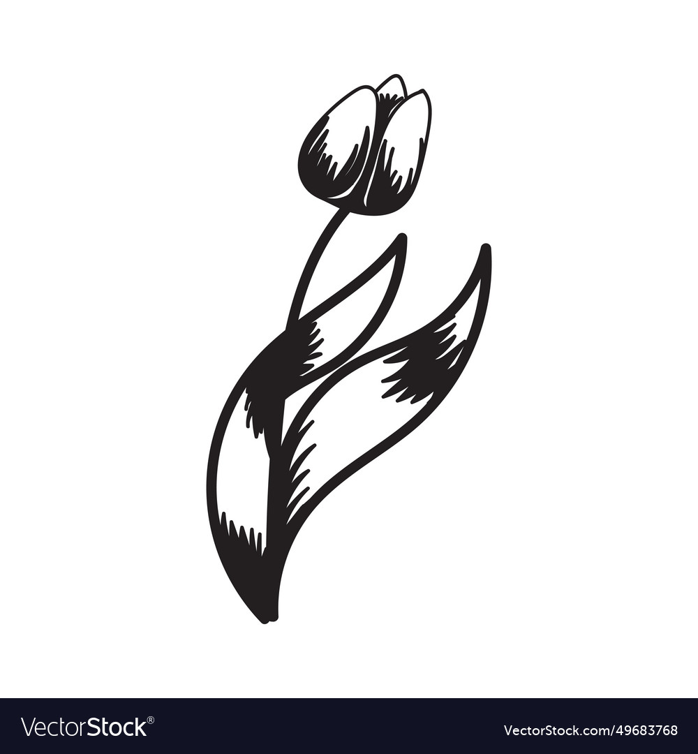 Tulip flower black and white silhouette