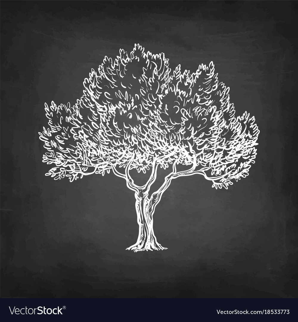 Chalk sketch of olive tree Royalty Free Vector Image