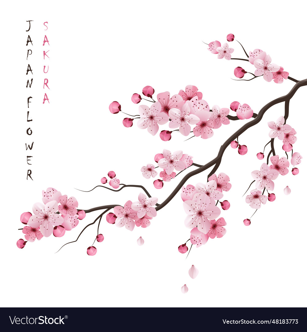 Realistic sakura branch sakura branch Royalty Free Vector