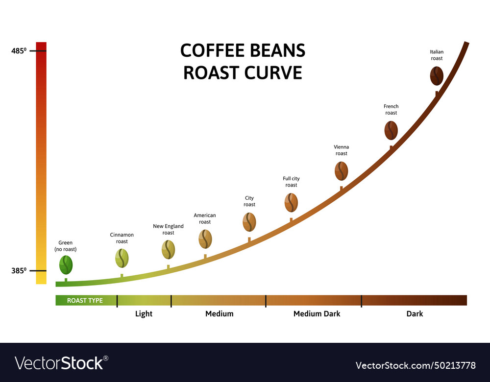 Coffee Roasting Levels Roast Curve Optimal Vector Image