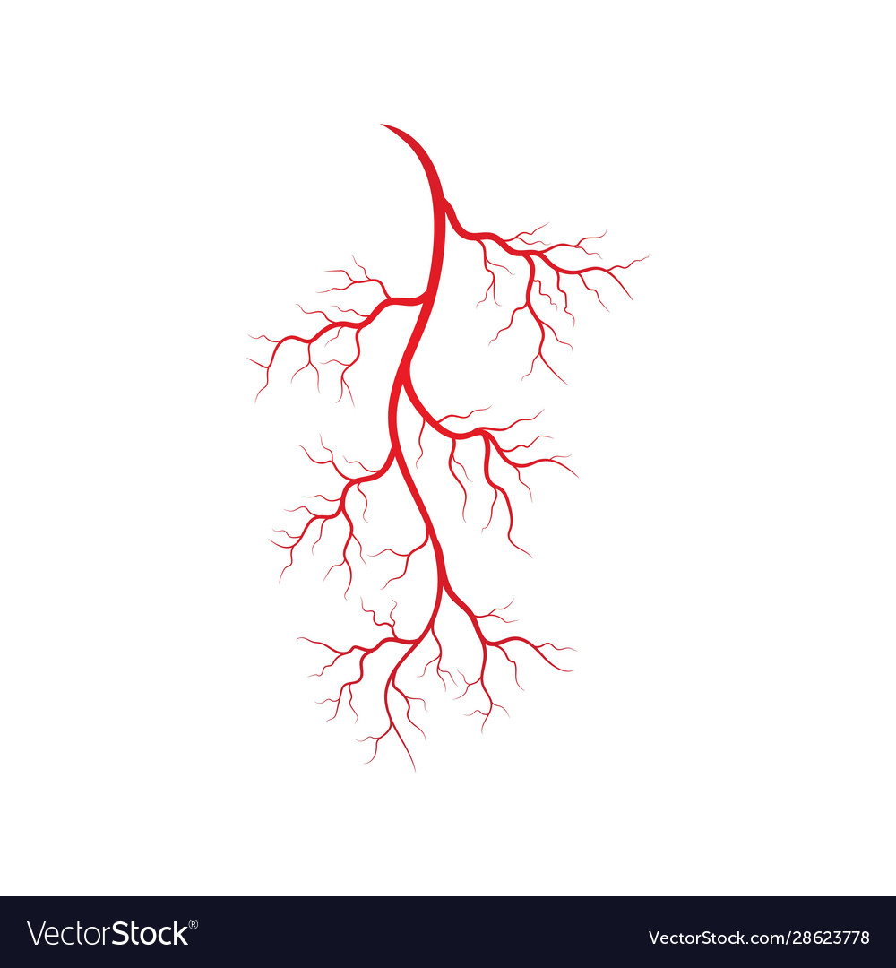 Human Veins And Arteries Royalty Free Vector Image 8903