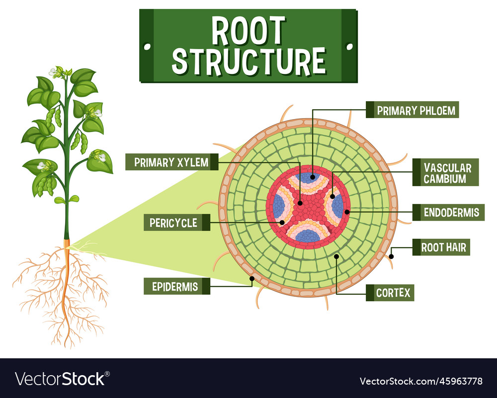 Top more than 76 structure of root hair super hot - in.eteachers