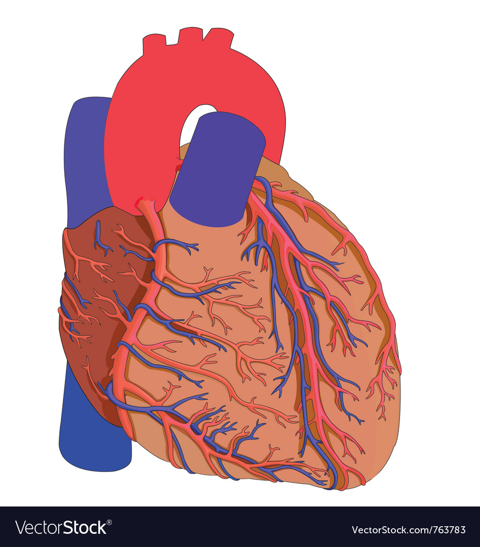 Heart Royalty Free Vector Image - VectorStock