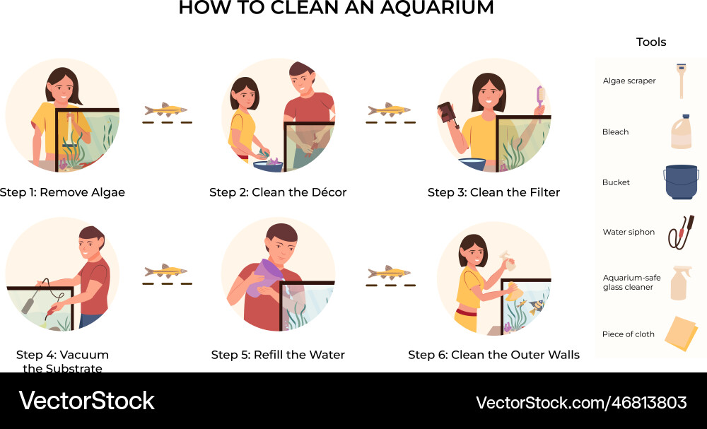 Aquarium cleaning flat infographics Royalty Free Vector