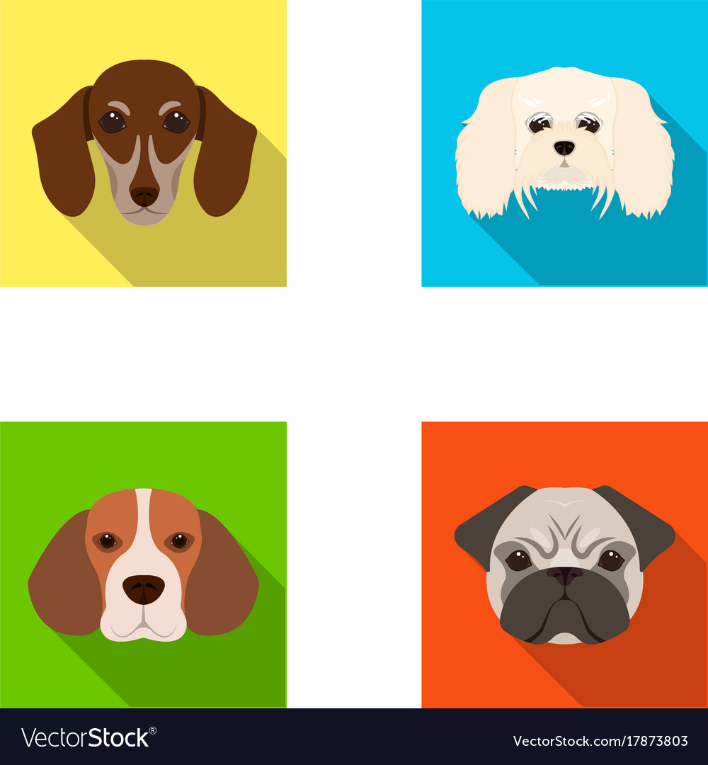 Muzzle of different breeds dogsdog breed