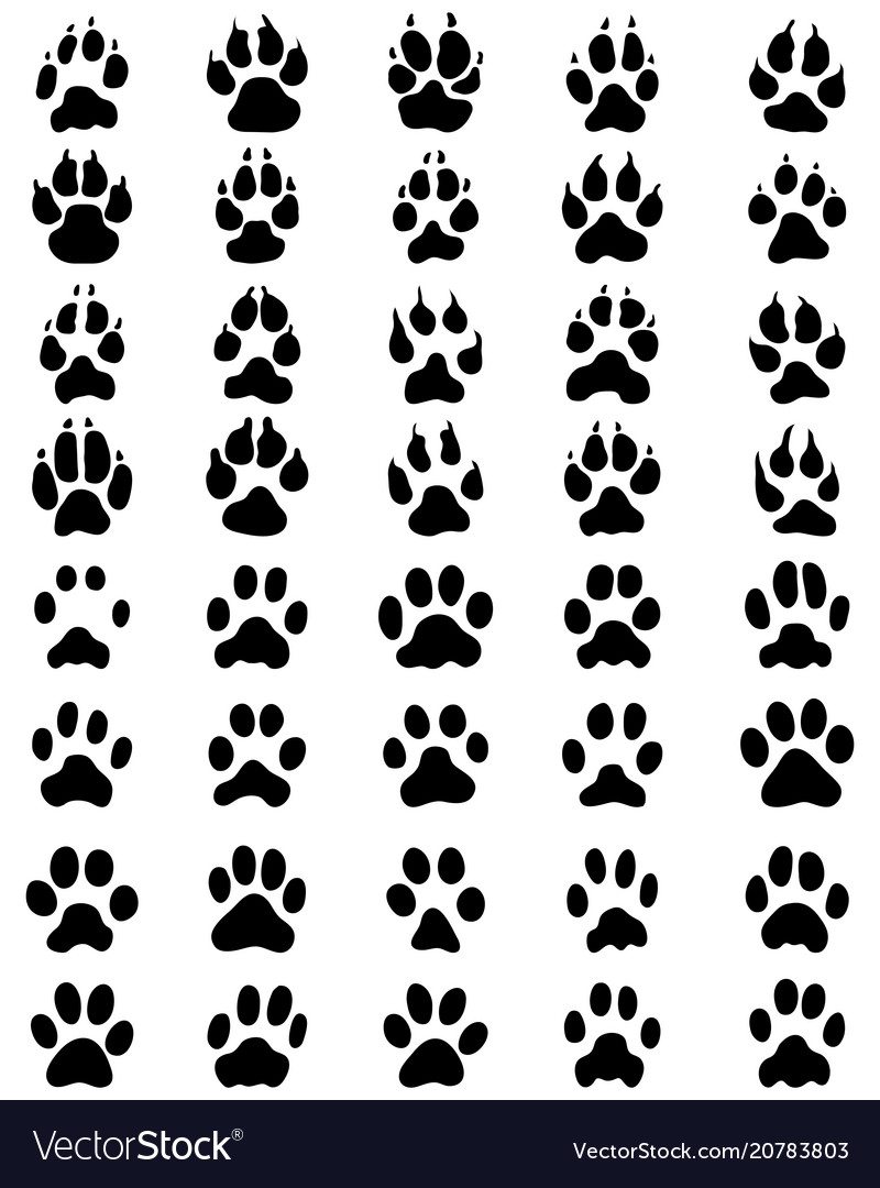 Print of paws dogs and cats