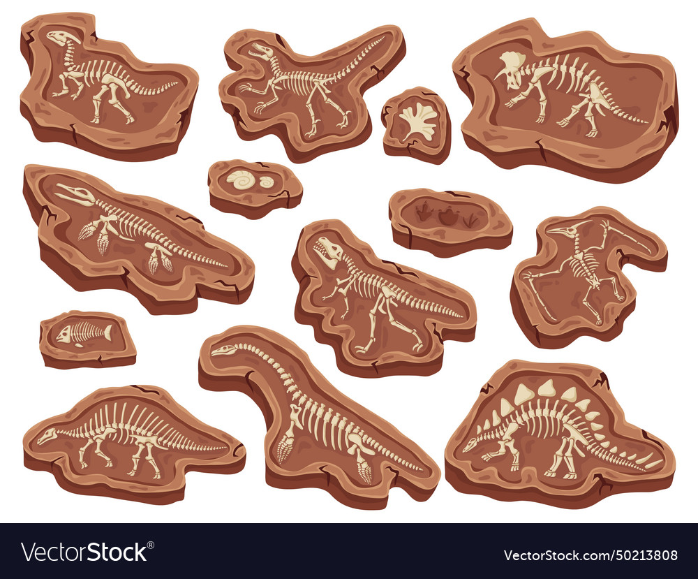 Cartoon fossils dinosaurs fossilization ancient Vector Image