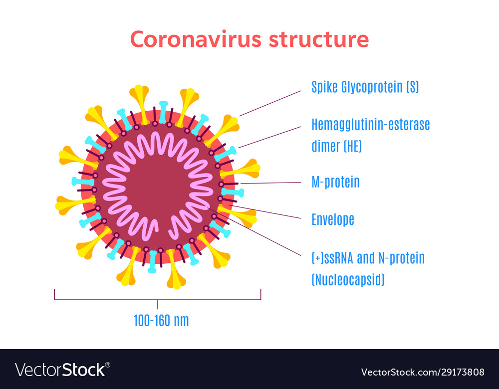 Coronavirus virion structure diagram stock Vector Image