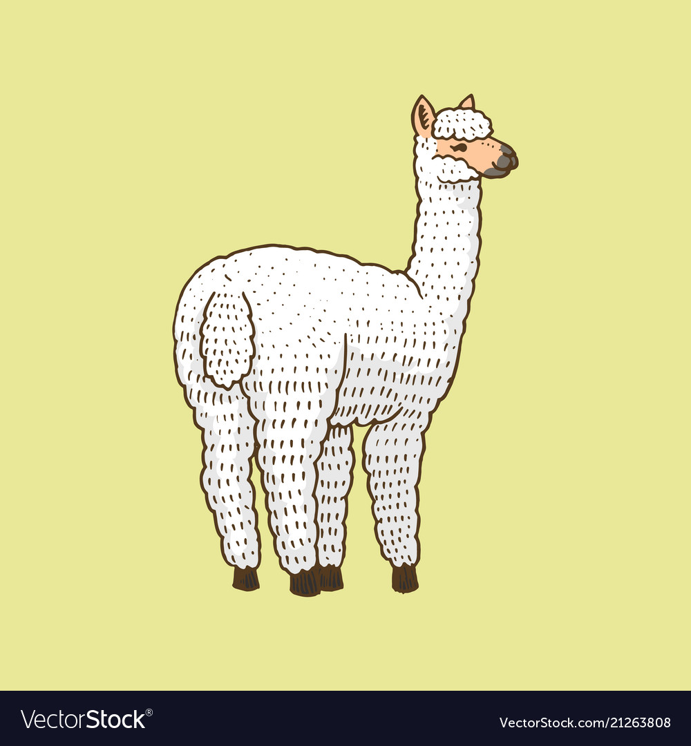 Cute Alpaca Llamas Or Wild Guanaco On The Vector Image