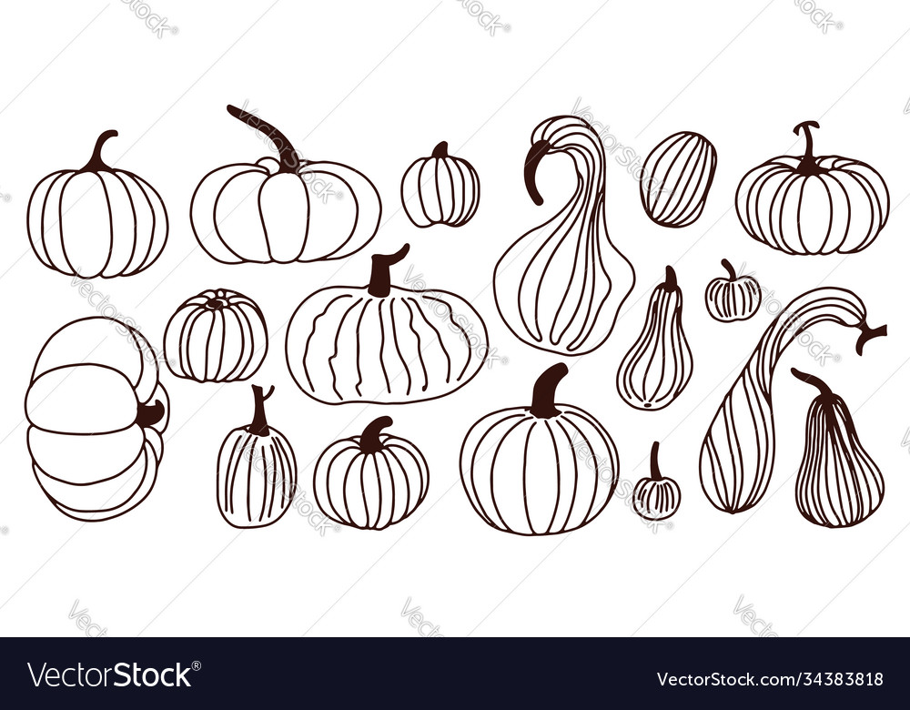 Autumn halloween pumpkin in line style isolated Vector Image