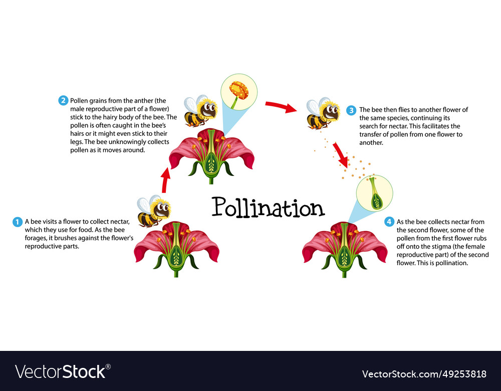 Flower pollination an educational science Vector Image