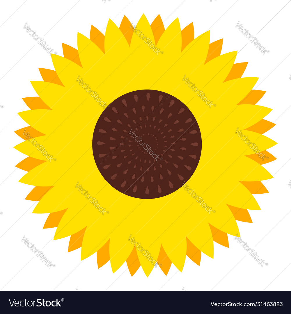 Sunflower flower on white background