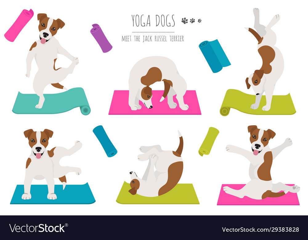 Yoga dogs poses and exercises poster design jack Vector Image