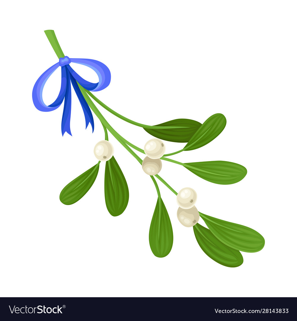 Mistletoe Branch Tied With Ribbon Royalty Free Vector Image