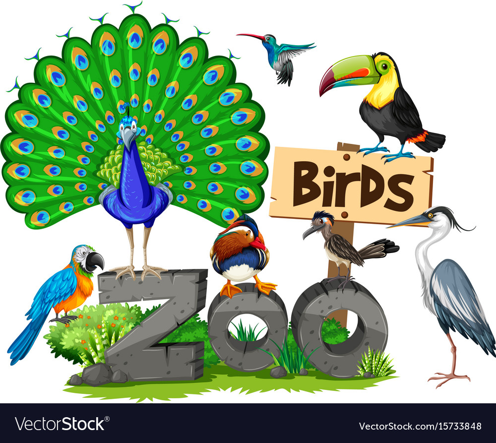 Different kinds of birds in the zoo Royalty Free Vector