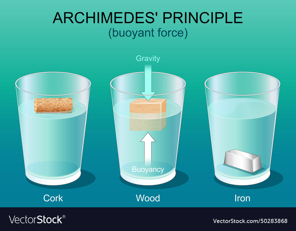 Archimedes principle gravity and buoyant force Vector Image