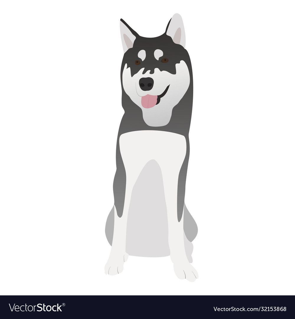 Black and white siberian husky when seated