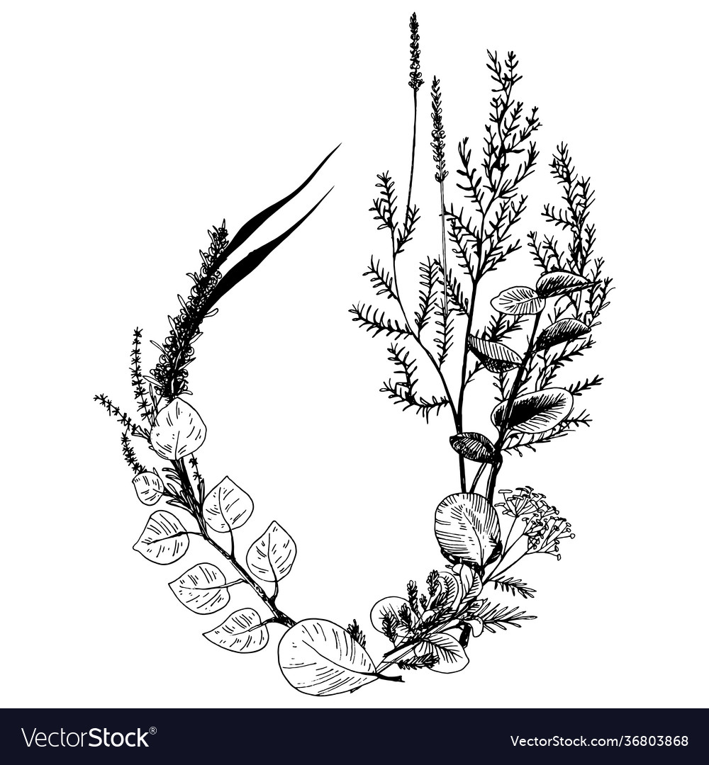 Wild herbs and flowers painted black line Vector Image