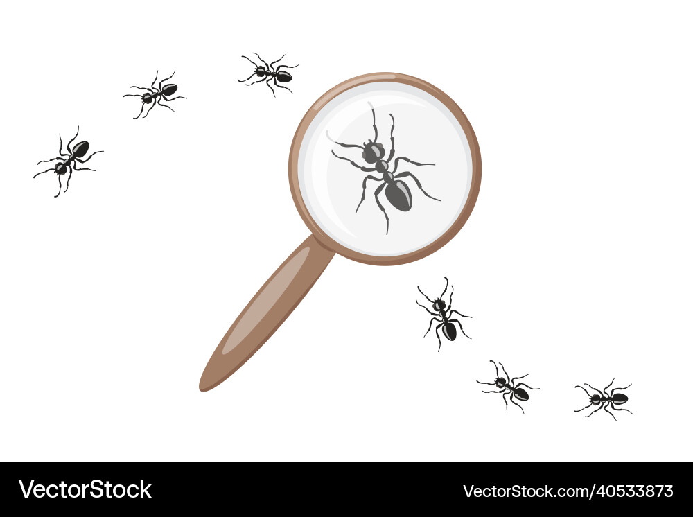 Ant under magnifying glass insect research Vector Image