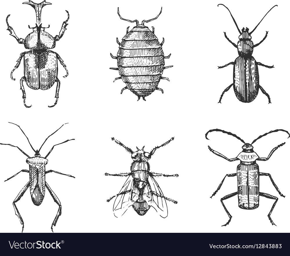 Big set of insects bugs beetles and bees many Vector Image