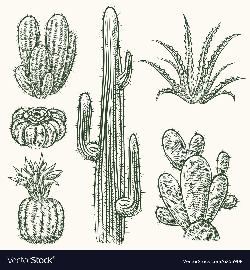 Hand Drawn Cactus Design Vector Download