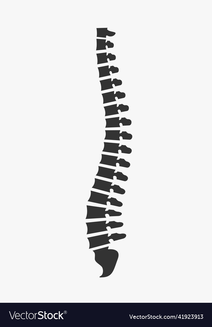 Side view of the spine on a white background