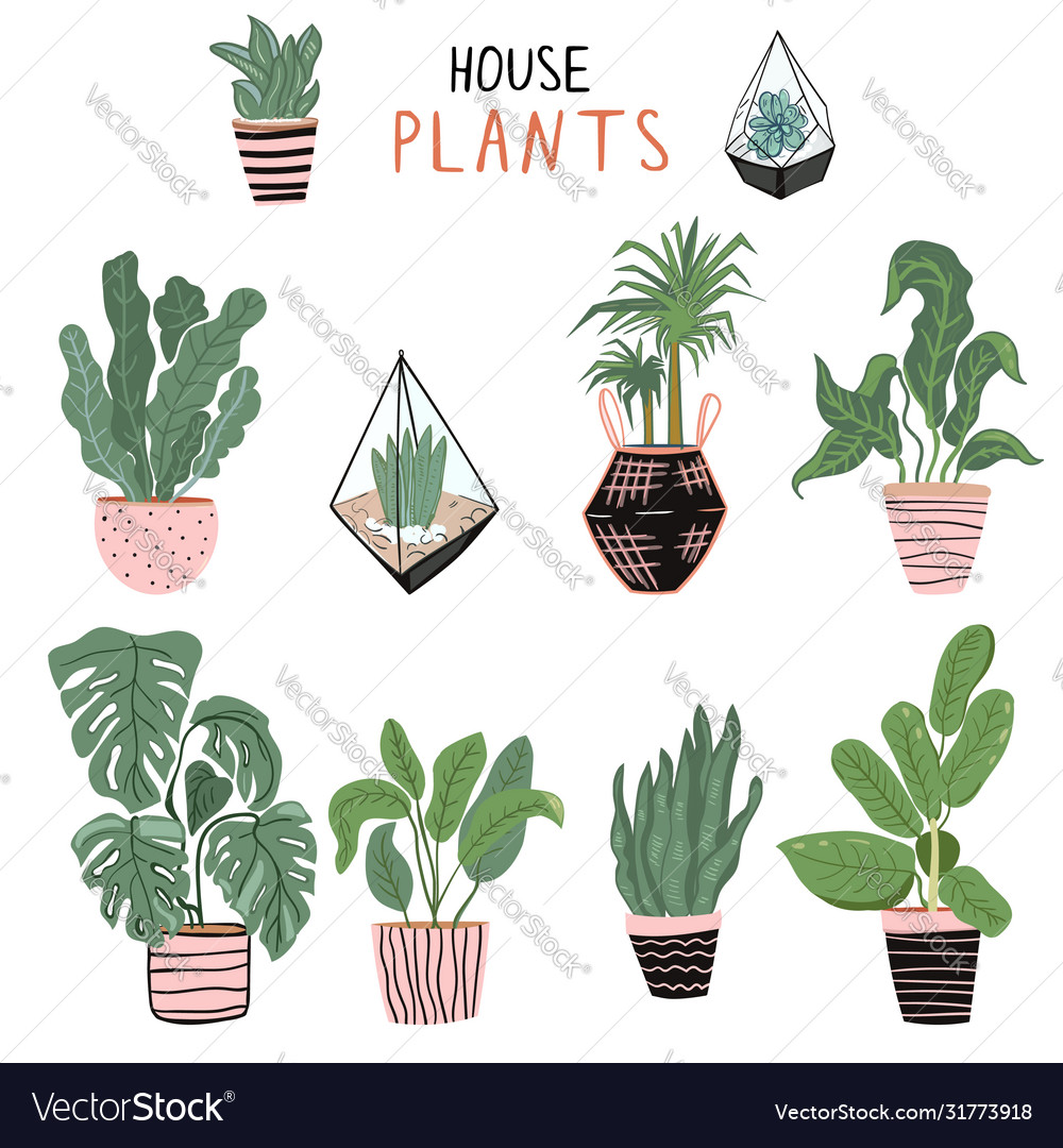 Set different house plants