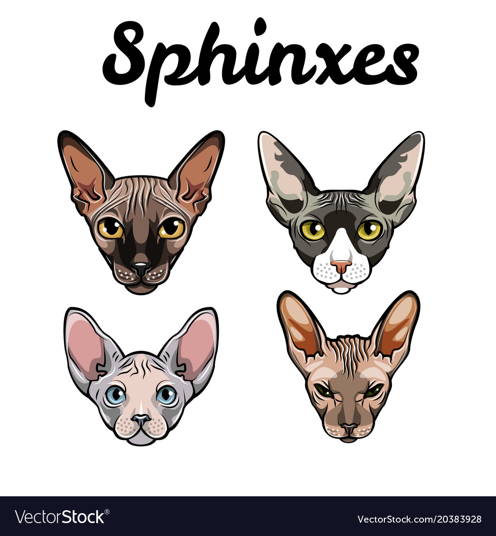 Exotic Cats Of Breed A Sphinx Sphinx Cats Set Vector Image