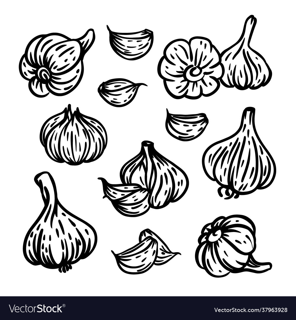 Garlic Spicy Seasoning For Menu Food Royalty Free Vector