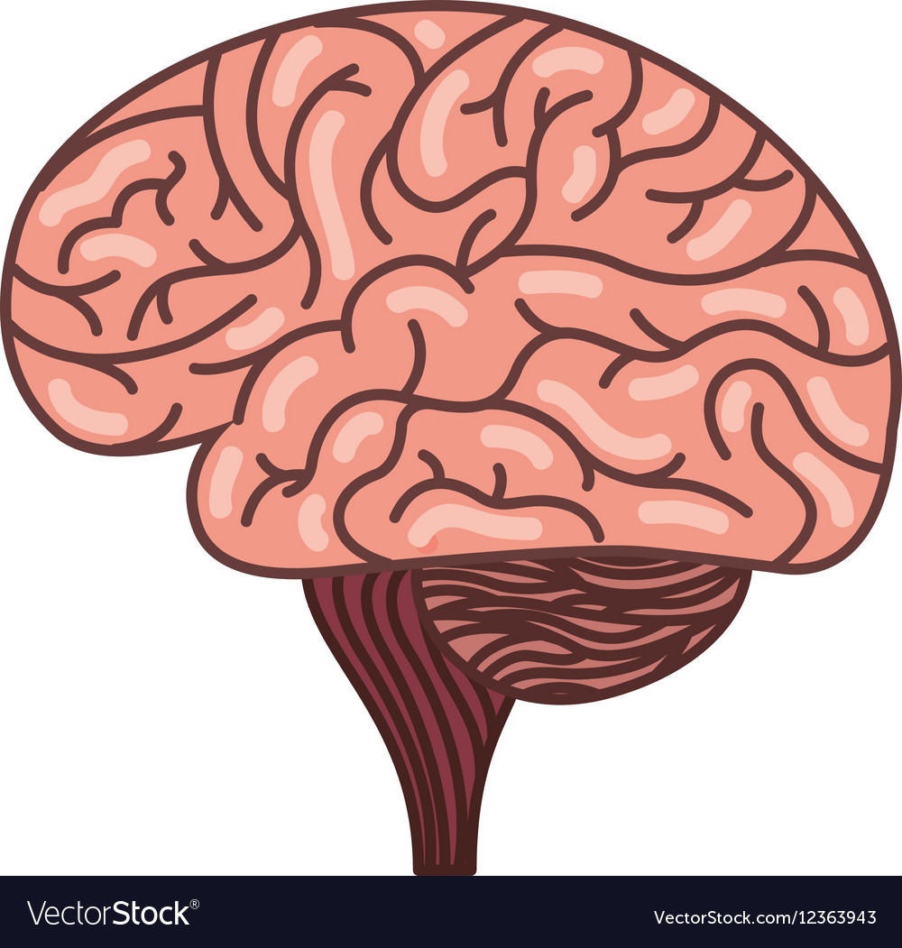 Human brain organ isolated icon Royalty Free Vector Image