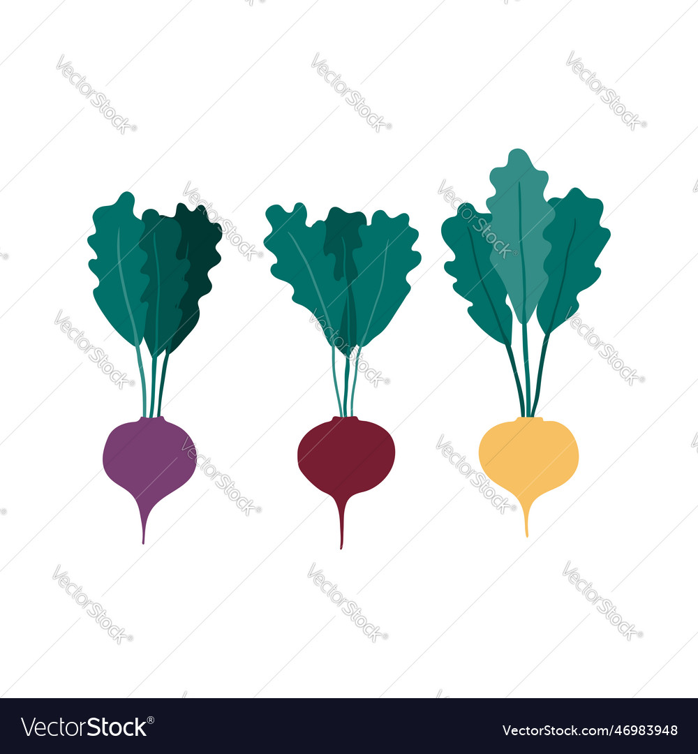 Multi-color beetroots hand drawn