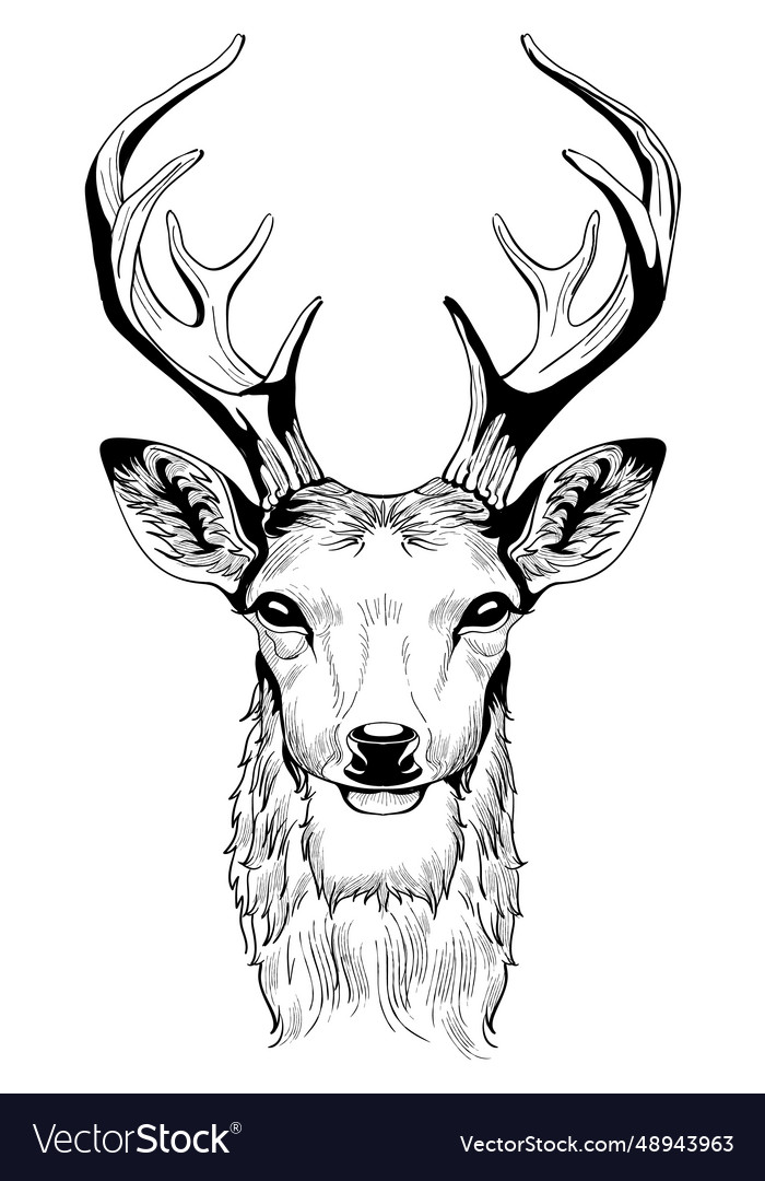 Deer head with antlers sketch drawing Royalty Free Vector