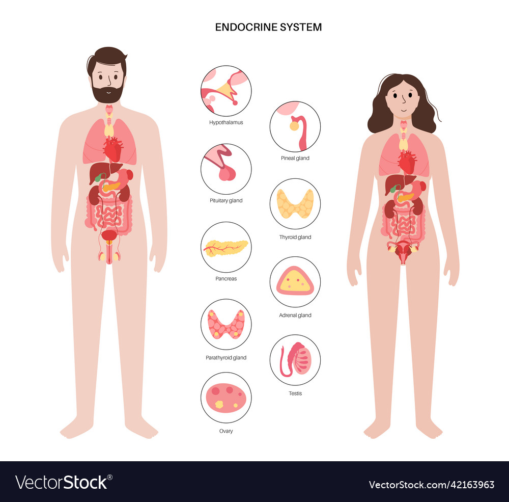 Human endocrine system