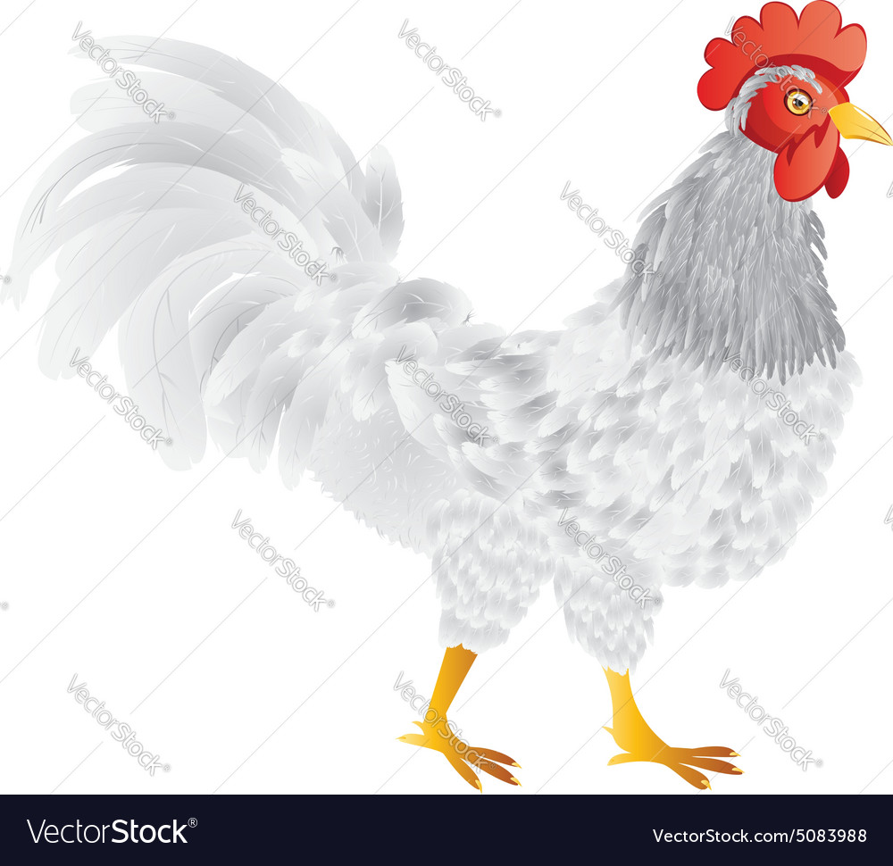 Cartoon rooster2