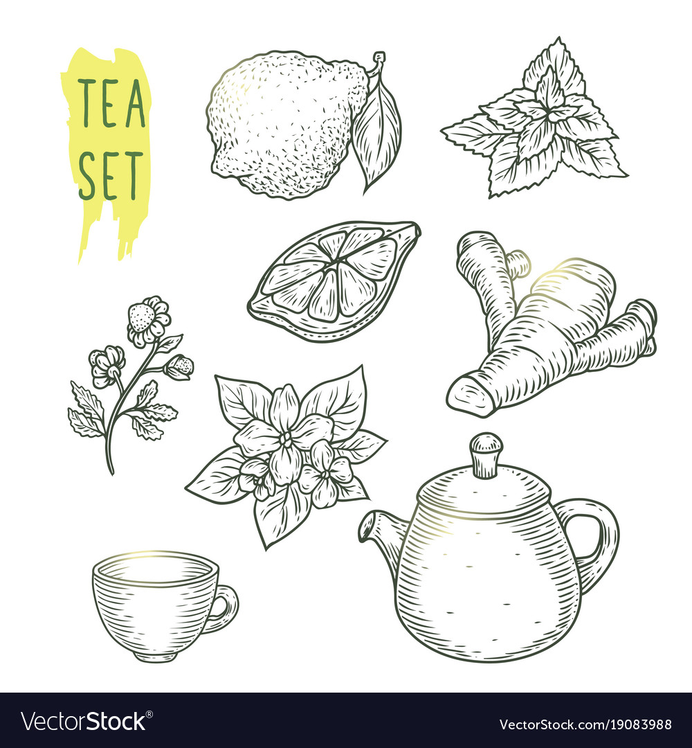 Sketch of tea elements include teapot cup mint