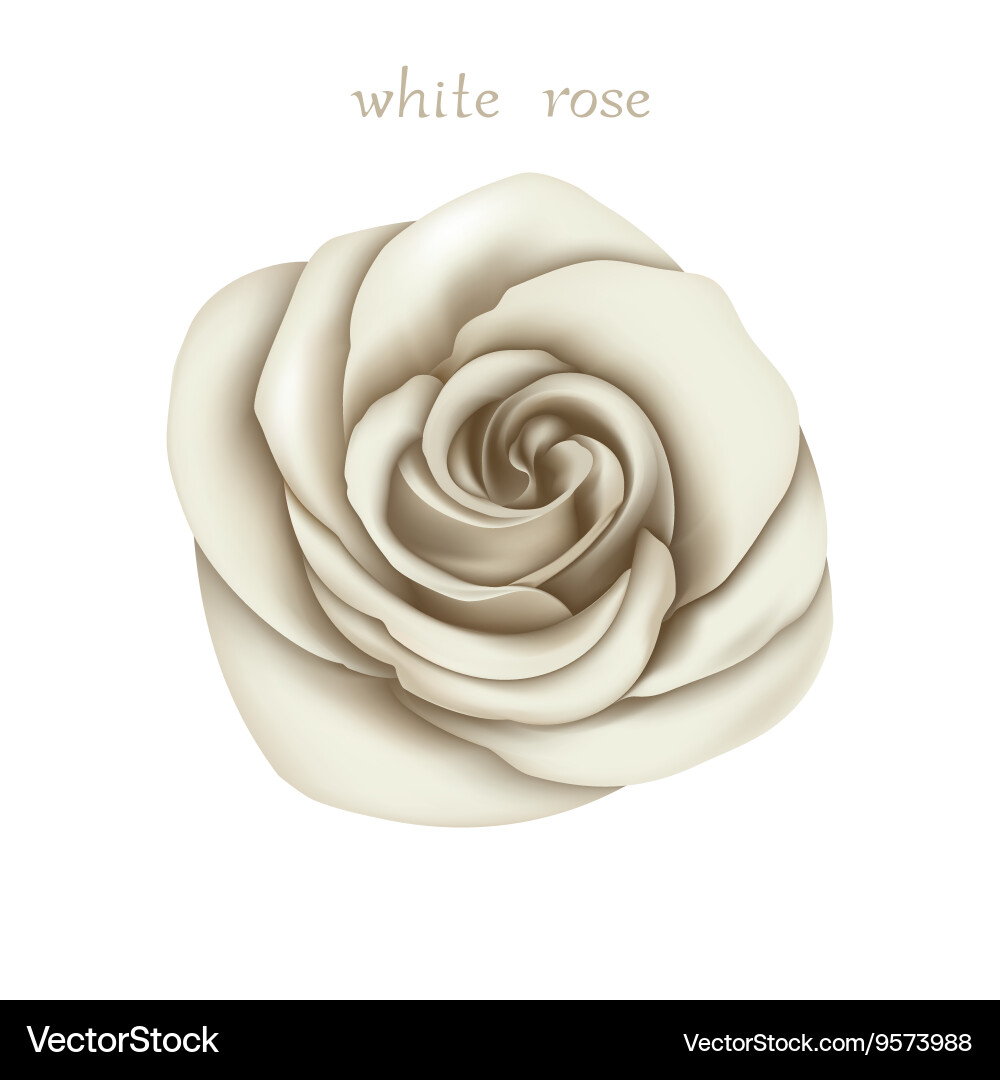 White rose Royalty Free Vector Image - VectorStock