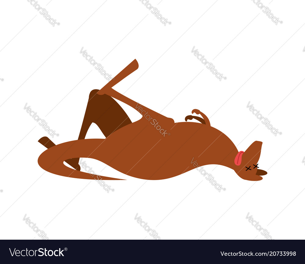 Dead kangaroo animal is death corpse Royalty Free Vector