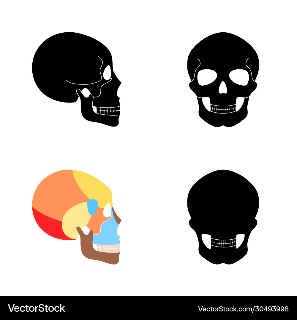 Human skull anatomy Royalty Free Vector Image - VectorStock