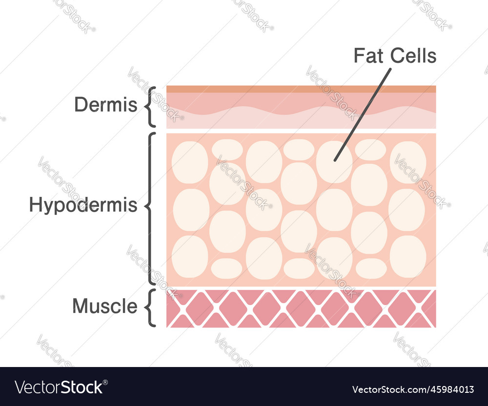 Sectional view of fat cells Royalty Free Vector Image